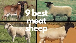 The 9 Best Sheep Breeds for Meat [upl. by Un801]