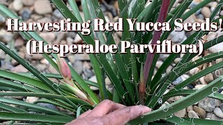 17 Harvesting TONS of Hesperaloe Parviflora Red Yucca Seeds [upl. by Munster]