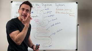 Overview of the Digestive System [upl. by Aicital]