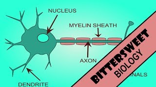 Action Potential Explained  The Neuron [upl. by Vange]