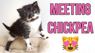 Meeting my Adorable New Foster Kitten Chickpea [upl. by Rema]