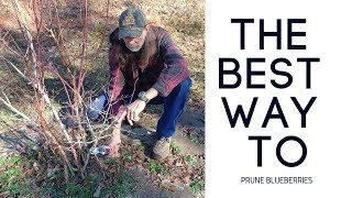 How To Prune BLUEBERRY Bushes [upl. by Guimar]