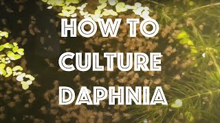 How To Culture Daphnia Magna [upl. by Enimajneb]