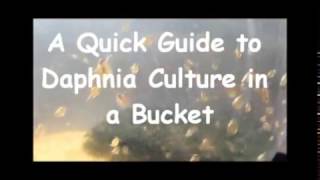 How to culture daphnia outside [upl. by Camfort525]