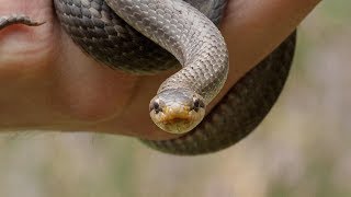 Smooth Snakes at ARC Friends Day Witley [upl. by Tadeo]