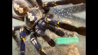 Poecilotheria metallica egg sack removal and rehouse [upl. by Inoj]