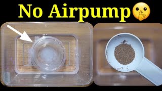 TRY THIS How To Hatch BRINESHRIMP EGGS 🤫No Airpump [upl. by Nashom]