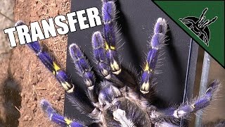 Poecilotheria metallica transfer  BEST ARBOREAL ENCLOSURE design [upl. by Mittel]