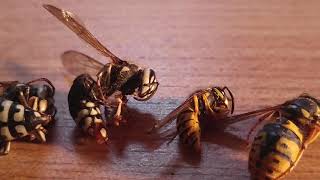 Wasp Species Comparison yellow jackets Hornets Cicada Killers [upl. by Esile856]