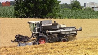 GLEANER Combines Harvesting Wheat [upl. by Annoeik]