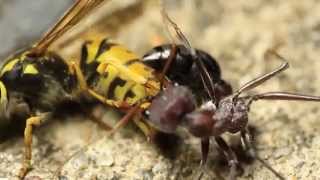 European Wasp Vs Bull Ant [upl. by Kaylil]