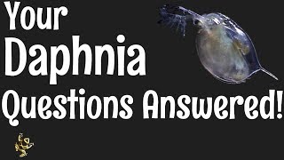 Daphnia Questions Answered [upl. by Salaidh703]