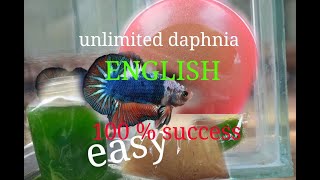 daphnia moina culture Easy way Unlimited production English  with sub Green water Chlorella [upl. by Hennessey]