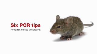 Six PCR tips for quick mouse genotyping [upl. by Acirahs]