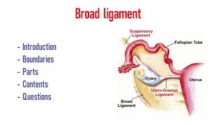 Broad ligament [upl. by Alenson894]