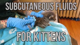 Subcutaneous Fluids for a Dehydrated Kitten [upl. by Nnylirej321]