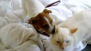 Rat terrier puppy dog licking cat ear [upl. by Rodgiva570]