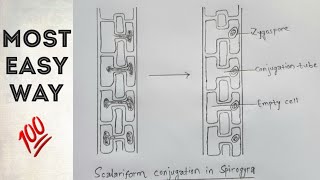 Scalariform conjugation in spirogyra  easy way [upl. by Dwight879]