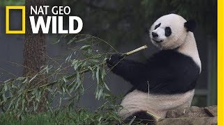 Giant Pandas 101  Nat Geo Wild [upl. by Anolahs988]