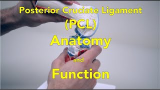 Anterior Lumbar Interbody Fusion ALIF Part 3 Animation by Cal Shipley MD [upl. by Lombardy]