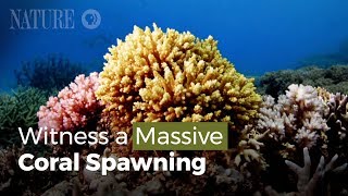 Witness a Massive Coral Spawning [upl. by Lesly456]