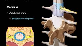 Spinal cord Meninges [upl. by Jahdai363]