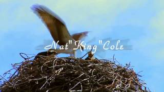 HD 720p Nature Boy by Nat quotKingquot Cole [upl. by Ajim792]