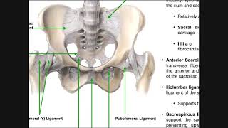 Thumb UCL Repair with InternalBrace™ Ligament Augmentation [upl. by Sitto]