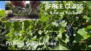 Class Pruning Grape Vines Beginners Guide [upl. by Nibbor286]