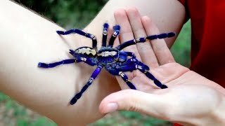 Handling the Blue Tarantula Poecilotheria metallica [upl. by Capon328]