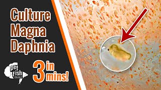 How to culture DAPHNIA MAGNA  The easy way [upl. by Jump]