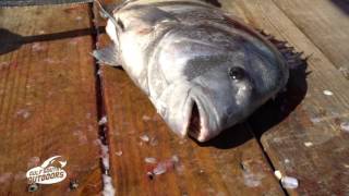 Cleaning Sheepshead with Captain Sonny Schindler [upl. by Robbin]