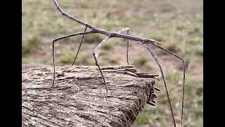 Walking Stick insect [upl. by Grunberg]