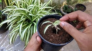 Spider Plant chlorophytum Comosum Propagation Method1 By Gardengraduate [upl. by Eenert]