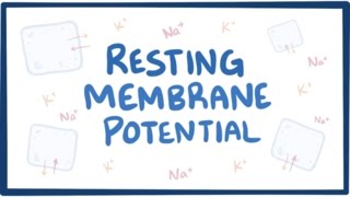 Resting membrane potential  definition examples [upl. by Lirva]