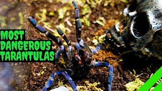 Top 10 Most DANGEROUS Tarantulas [upl. by Arikahc]