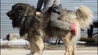 TOP TEN Caucasian Shepherd Studs In The WORLD🔥 [upl. by Anidualc]