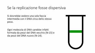 DNA 3 La replicazione del DNA  lesperimento di Meselson e Stahl [upl. by Nevram]