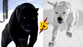 Cane Corso Vs Dogo Argentino [upl. by Marba]