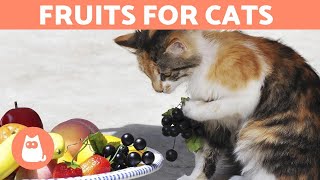 The BEST FRUIT for CATS  Feeding Guide amp Benefits [upl. by Alliuqaj]