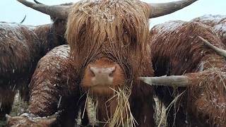 Opłacalność hodowli Highland Cattle [upl. by Sopher]