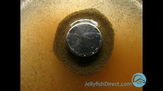 Magnetic Brine Shrimp Demo [upl. by Bikales327]