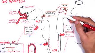 Nephrology  Physiology Reabsorption and Secretion [upl. by Arret]