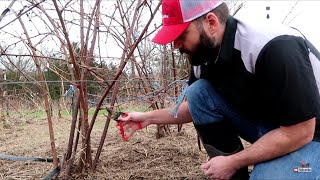 When to Prune Blackberry Bushes [upl. by Guildroy]