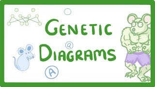 GCSE Biology  Genetic Diagrams 73 [upl. by Eixor]