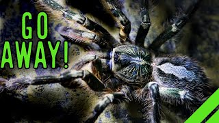 Fringed Ornamental Tarantula Poecilotheria ornata Care [upl. by Ilahtan]