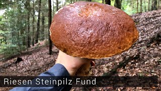 Riesen Steinpilz gefunden  Pilze sammeln 2019 [upl. by Nedgo572]