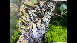 Poecilotheria ornata Friged Ornamental rehouse and care [upl. by Adilen358]