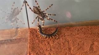 Giant Centipide vs Venemous Tarantula [upl. by Motch]