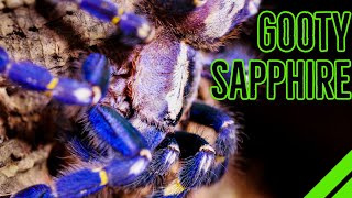 How To Keep the Gooty Sapphire Ornamental Poecilotheria metallica [upl. by Ttenna]